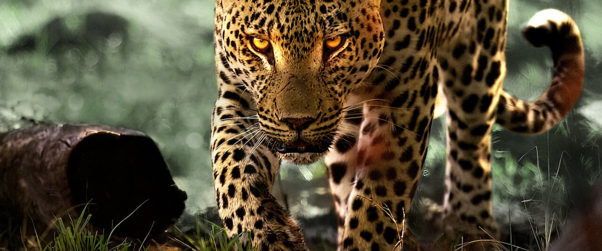 Living with Leopards 2024